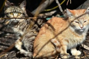 【画像】土手で猫を拾って3年