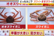【朗報】偽物ズワイガニ、一匹150円とかいうバカみたいな値段で市場をぶっ壊すw