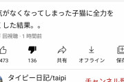 タイピー日記「死にかけ子猫に希望が見えてきました」
