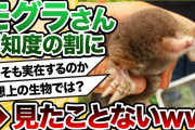 【2ch動物スレ】モグラ、大半の人間が生で見たことがない謎生物ｗｗｗｗｗｗｗｗｗｗｗ