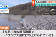 【画像】新潟にイワシが大量に打ち上げられる、たぶん、お前らの想像の十倍打ち上げられる
