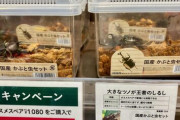 【画像】優しいヴィーガンさん、店で売られてるカブトムシを自然に帰してあげるwww