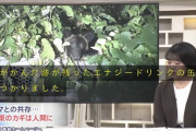 【速報】北海道旭川市で熊が噛んだエナジードリンクの缶が見つかり住民戦慄…「エナドリを飲んだ熊を野放しにしておくとヤバい」