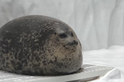 【画像】水族館のアザラシ、丸すぎるｗ