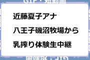近藤夏子アナ　八王子磯沼牧場から乳搾り体験生中継GIF！ひるおび