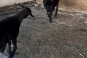 【動画】羊さんの喧嘩、どエロすぎると話題