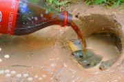 【悲報】お魚さん、コーラで大量に釣られてしまう