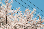 【画像大量】"桜"の写真を撮ってきたから貼ってく