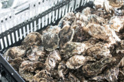 【悲報】あの東京湾で採れた牡蠣さん、ブランド化して売り出すことにwww
