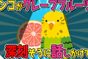【2ch面白いスレ】インコがグレープフルーツに深刻そうに話しかけてるのが可愛すぎるｗｗｗ【修羅場スレ/ゆっくり解説】