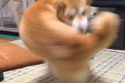【画像】犬のネタ画像好きなやつｗｗｗｗｗｗｗｗｗｗ