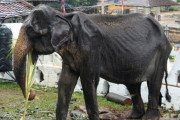 【悲報】 栄養失調でやせたかなしいゾウ(70)さん、死亡する　動物愛護家が激怒・・・・