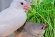 鳥の萌え画像・動画ください