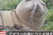 【悲報】アザラシの鼻にウナギが詰まるｗｗｗｗｗｗｗｗｗｗｗｗｗ