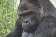 ゴリラが果物ばっか食ってるのにムキムキな理由wwwwwwwwwww