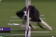 犬の身体能力すげぇ　ドッグショーで優勝した犬がこちら