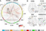【脳科学/スポーツ科学】世界クラスの体操競技選手は脳のネットワーク構造が特徴的、順天堂大が確認