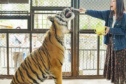 【悲報】動物園、経営が苦境になり、ライオンが傷を付けたジーンズやカワウソの手形をを販売
