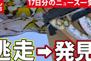 【動画】【まとめ】“逃げた大ヘビ”　 逃走から発見まで