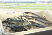 “生”サバ初上陸「新鮮な脂と今までにない食感を」(2021年9月24日)