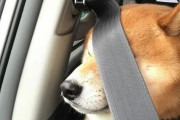【画像】イッヌにシートベルトした結果wwwwww