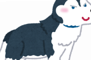 ハスキー犬って可愛すぎない？？？