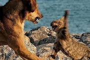 【犬VS.猫】独身男性に最適な動物がついに決定ｗｗｗｗｗｗｗ