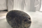 【動画】アザラシ、可愛すぎるｗｗｗｗｗｗ