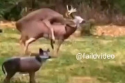 【動画】鹿さんラブドールと交尾中に驚いてしまう