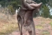 【動画】カンガルー、争いは同じレベル…あれ！？ヤっちゃったの！？