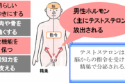 【朗報】男性ホルモンが多い人ほど嘘をつかないことが科学的に判明