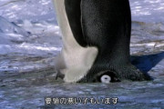【GIF】ペンギンの赤ちゃん、お母さんと一緒に歩く練習をする……！！！！