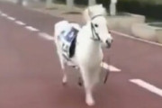 【速報】白毛の馬が脱走か？公道で走る姿が目撃される