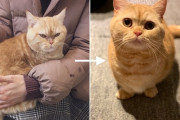 【画像】野良猫→飼い猫になった時の表情の変化ｗｗｗｗｗ