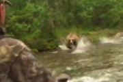 【動画】熊の親子に遭遇したアメリカ人　襲われる