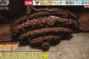 【動画】殺人スズメバチ・・・ハンターも驚き！床下に“巨大巣”【羽鳥慎一 モーニングショー】