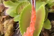 【驚愕】中国産の肉を ”食虫植物” にあげ続けた結果・・・（動画あり）