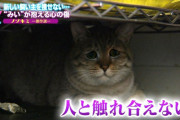 【朗報】お前らみたいな猫見つかる・・・・・・・・・・・・・・・