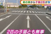 「危うく・・・」前の車から“子ネコ2匹”落下？　静岡(2021年6月7日)