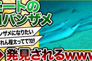 【2ch動物スレ】マグロ養殖場の近くのコバンザメは何もしなくてもご飯流れてくるから海底に寝転んでブクブクに太っている