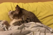 【gif】メス猫、目を覚ましたら裸で知らない男とベッドにいて困惑してしまう