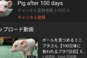 『100日後に食われるブタ』、遂にニュースで取り上げられ登録者2万人突破してしまうWWlWWlWWlWWlWWl