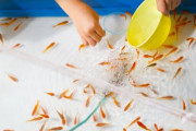 【悲報】夏祭り中止で金魚が売れない！　このままだと破棄か