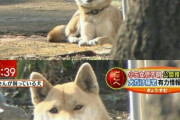 小5少女行方不明、犬だけ帰宅ｗｗｗｗ
