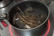 ワタリガニは生きたまま茹でると自切する。一瞬でバラバラになる動画がこちら。