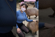 【ミステリー】お姉さんがカピバラを撫でるだけの動画、なぜか3600万回も再生されてしまう…