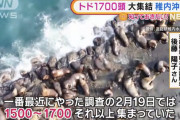【速報】北海道に大量のトド襲来
