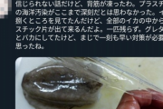 【悲報】イカの中から大量にプラスチック片が出てきて海洋汚染がやばすぎる