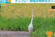 野生サギがダンス？首ユラユラから一転パクリ(2021年9月16日)