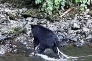 【動画】クマサン、生魚食いすぎてケツから寄生虫🪱垂れ流しwwwwwwwwwwwwwwwwwww